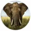 Olifant - Natuur - Gras - Dieren - Landschap Wandcirkel kunststof plaat 5mm dik klein -3d