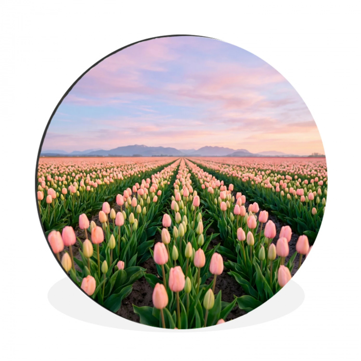 Tulpen - Landschap - Roze Wandcirkel aluminium klein -3d