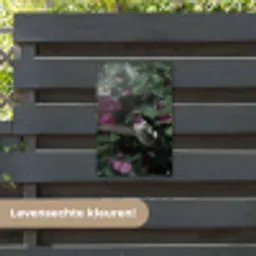 Kolibrie - Paars - Rozen tuinposter los doek klein -sfeer3
