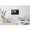 Narcis - Bloem - Wit - Grassprieten Muursticker klein -eettafel