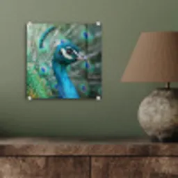 Pauw - Veren - Blauw plexiglas 5mm klein -sfeer3