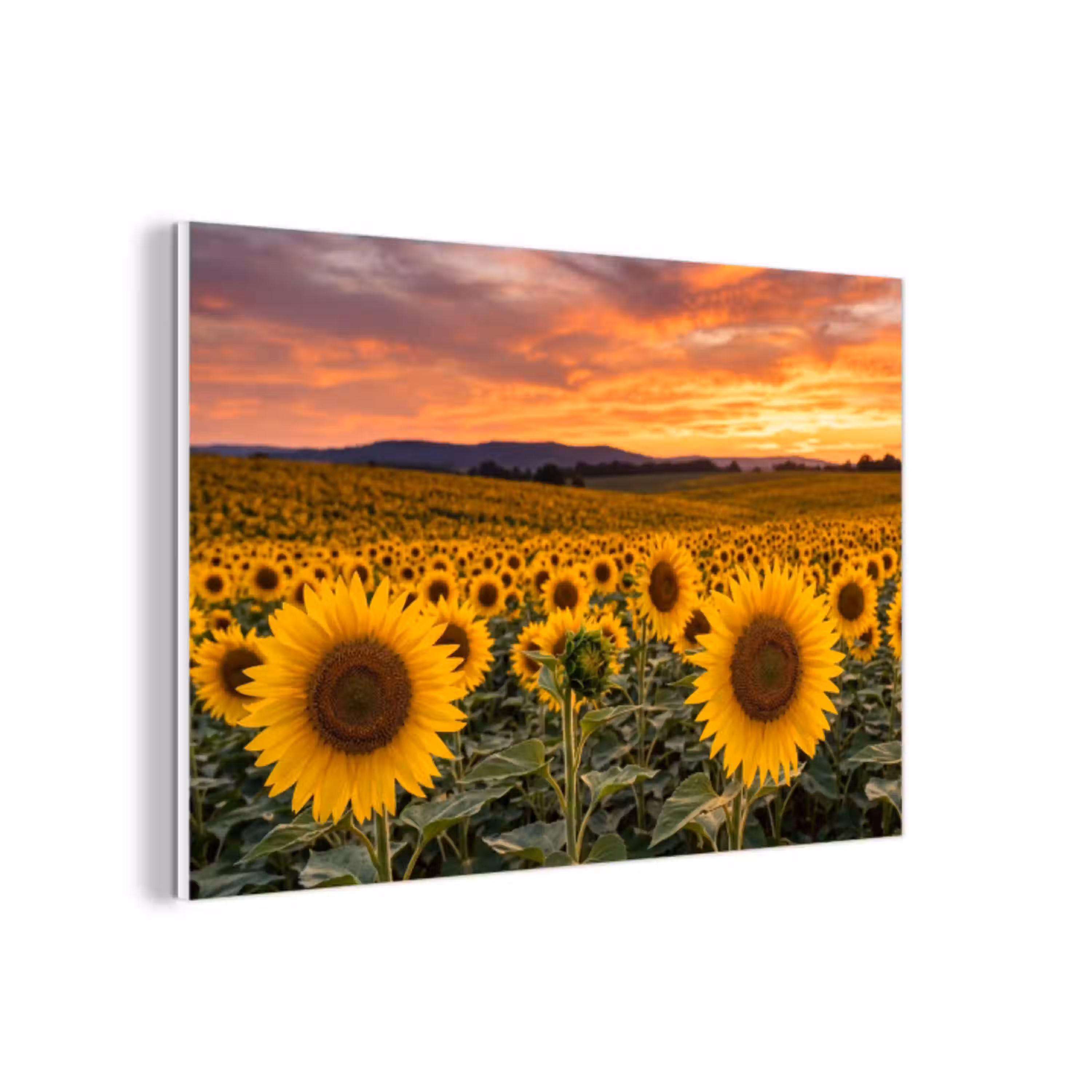 Zonnebloemen - Heuvellandschap - Geel forex 5mm xxl -3d