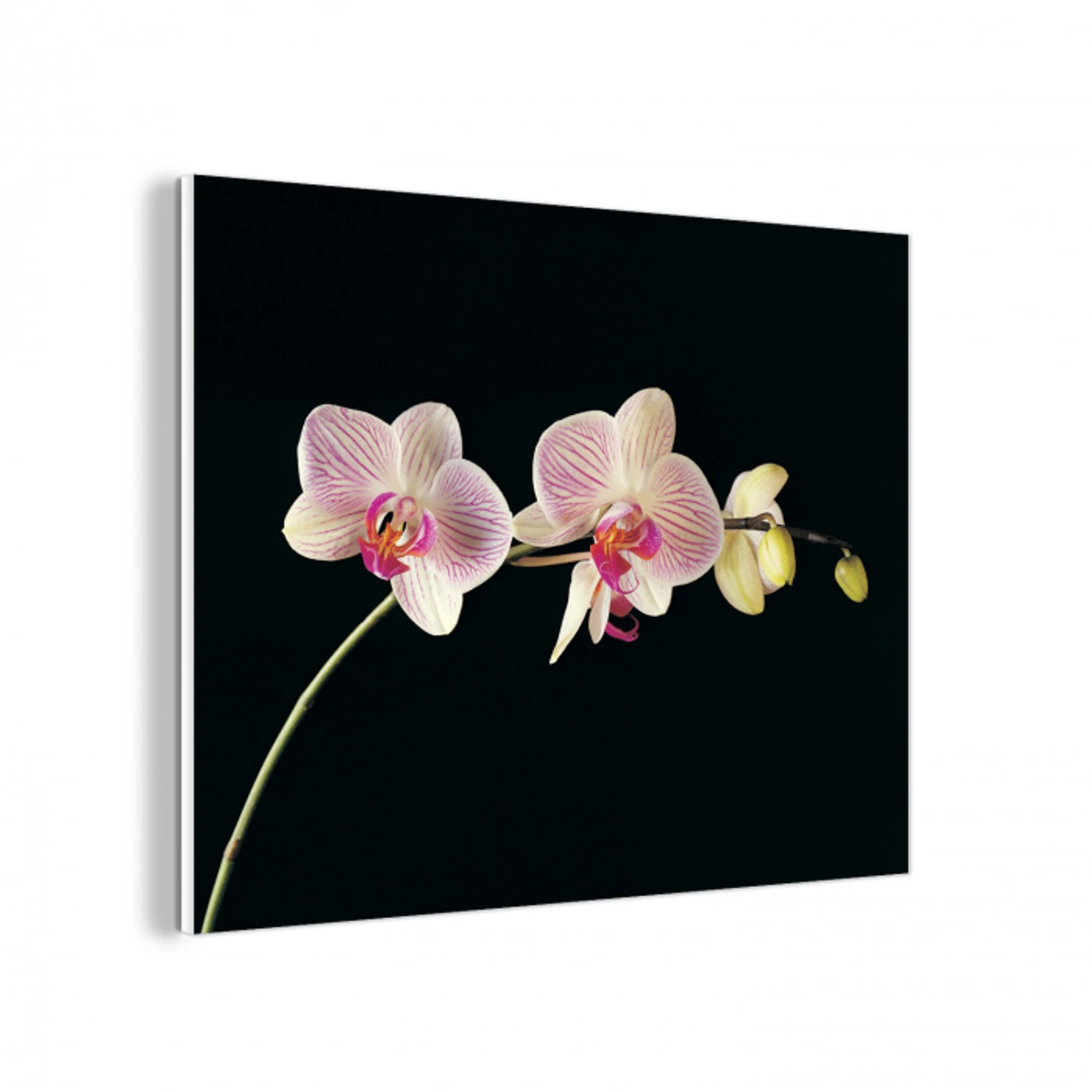 Orchidee - Bloemen - Zwart - Roze - Knoppen forex 5mm xxl -3d