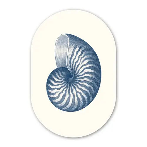 Blauw - Schelp - Spiraal Wandcirkel Ovaal Forex klein -3d