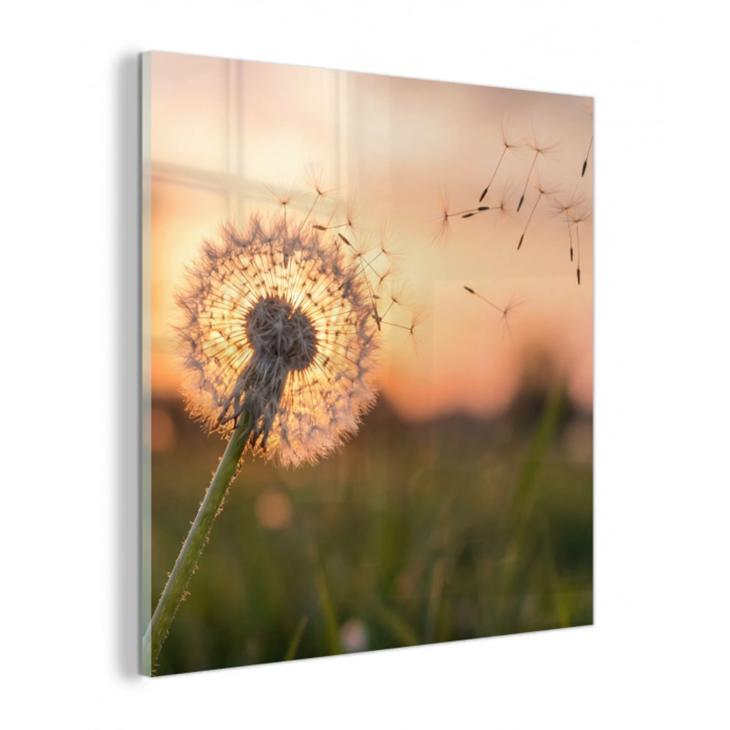 Paardenbloem - Zonsondergang - Veld plexiglas 5mm klein -z3d