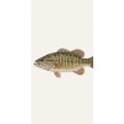 Vissen - Natuur - Vintage Behang Vlies klein -3d_website