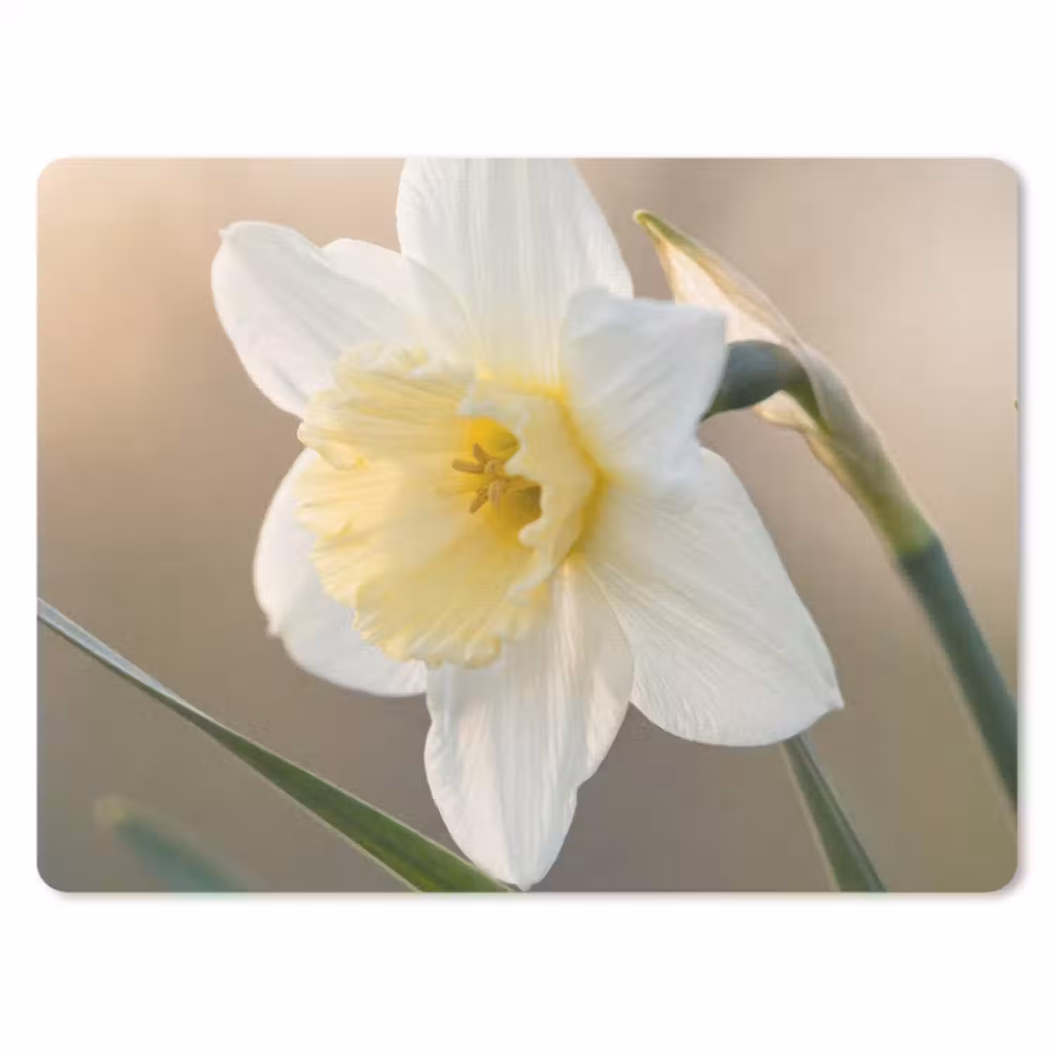 Muismat - Narcis - Bloem - Minimalistisch
