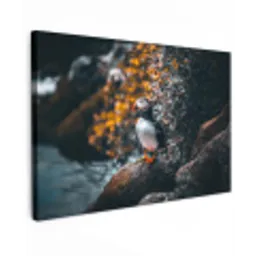 Papegaai - Vogel - Rots - Wit Tuinposter op houten frame 2 cm dik klein -3d