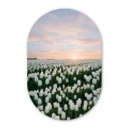 Tulpen - Landschap - Wit Wandcirkel Ovaal Forex klein -3d
