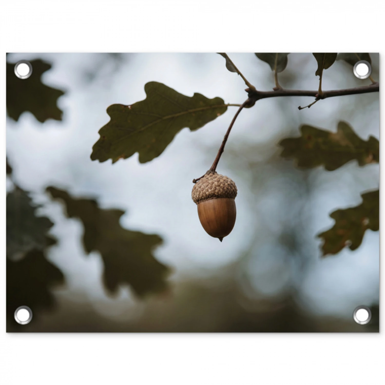 Eikel - Eikenblad - Bos - Herfst - Natuur tuinposter los doek klein -3d