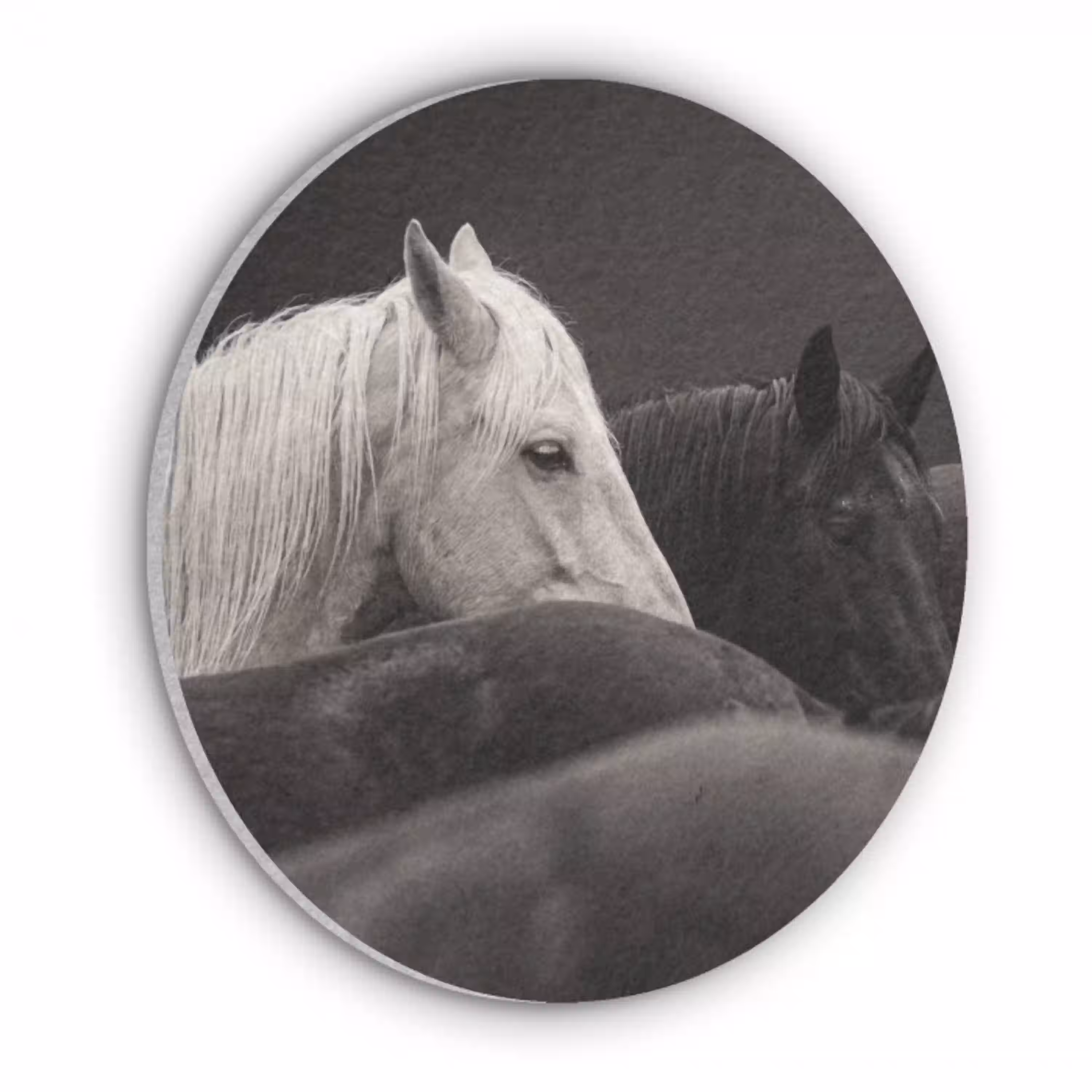 Paarden - Zwart - Wit - Kudde Akoestische PET Vilt - Rond klein -3d