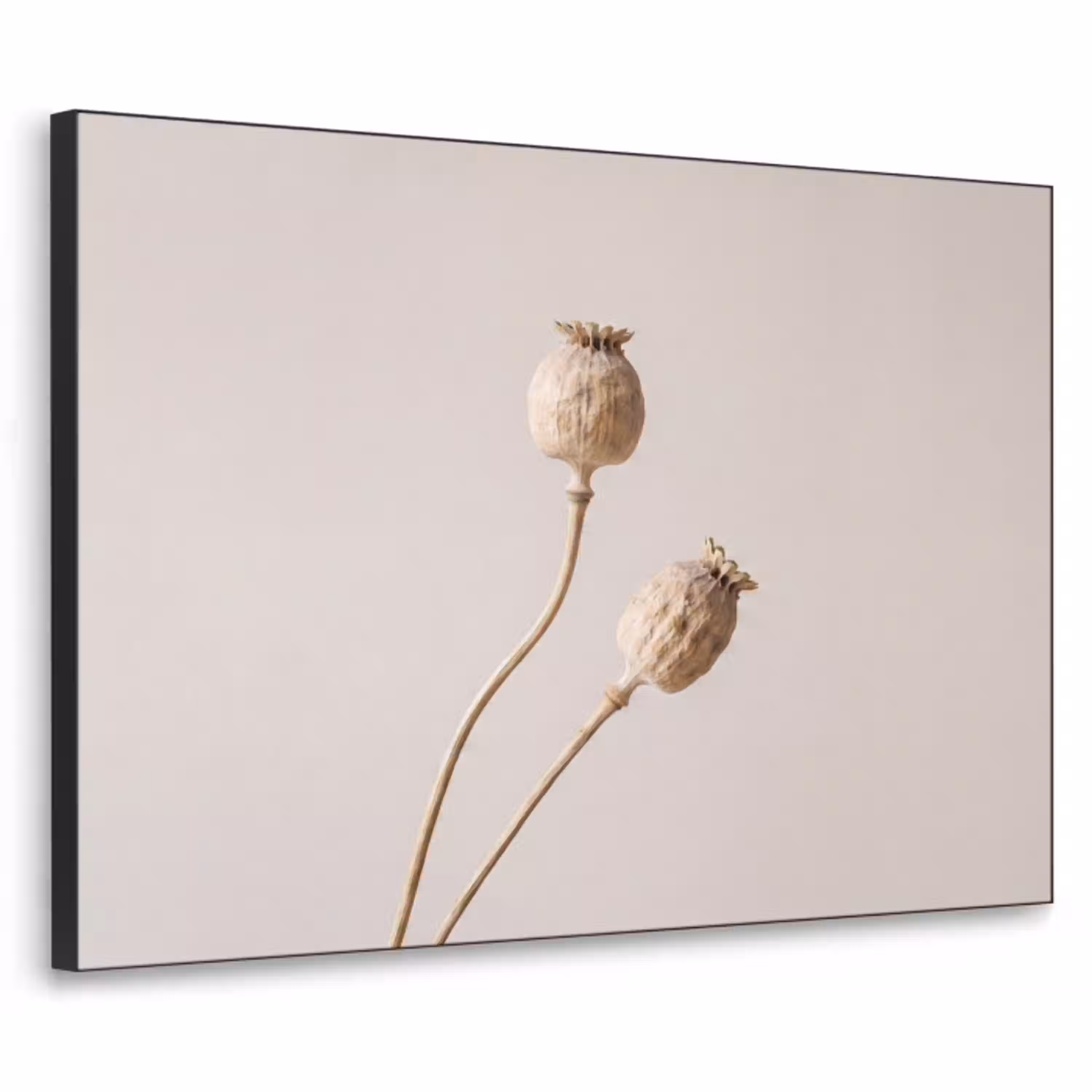 Papaverbollen - Droogbloemen - Minimalistisch - Beige - Rustig Textielframe zwart klein -3d
