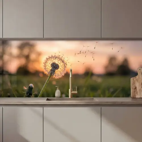 Paardenbloem - Zonsondergang - Veld keuken achterwand 2 middel zz_3dshopping