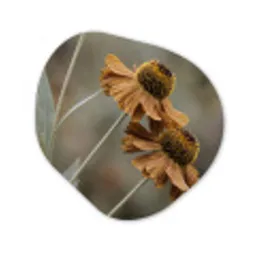 Zonnehoed - Droogbloemen - Geel - Warm Wandcirkel Organisch Forex 3mm klein -3d