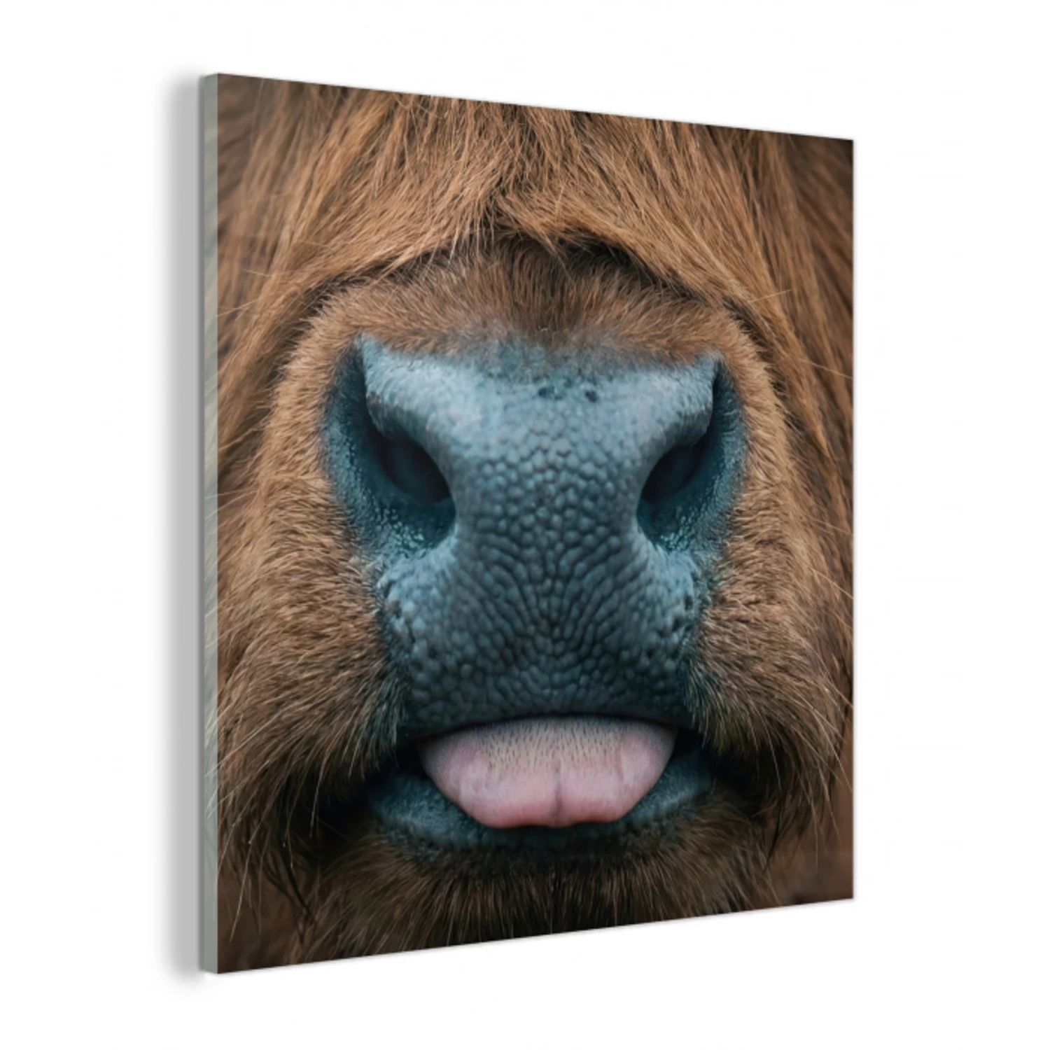 Schotse hooglander - Neus - Bruin plexiglas 5mm klein -z3d