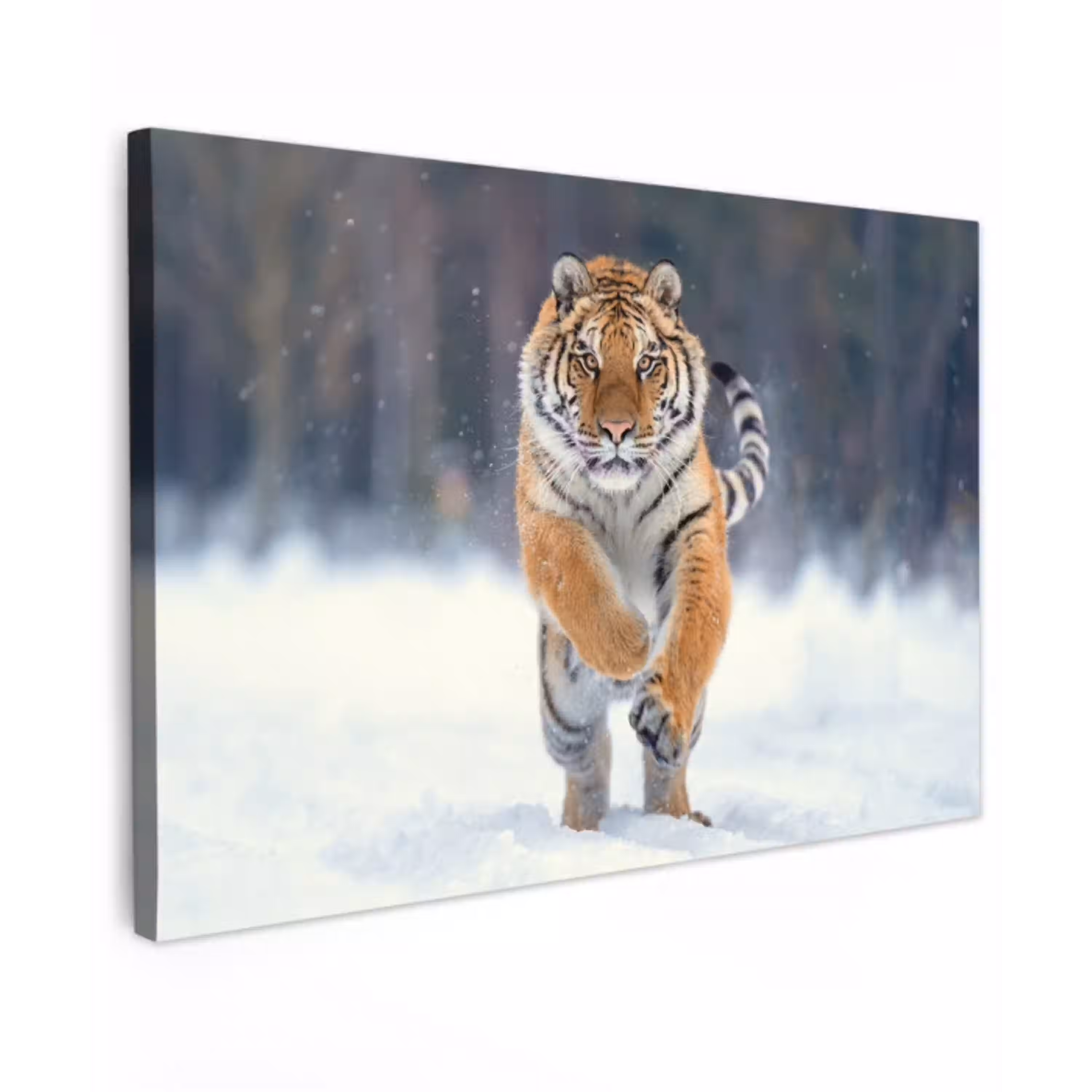 Tijger - Landschap - Sneeuw - Winter - Dieren canvas 2cm klein -z3d
