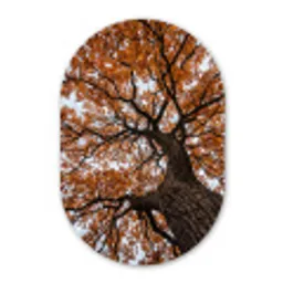 Boom - Bladerdak - Herfst - Oranje - Sfeervol Wandcirkel Ovaal Forex klein -3d