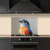 Kleurrijk - Vogeltje - Veren - Blauw keuken achterwand spatscherm klein -sfeer1
