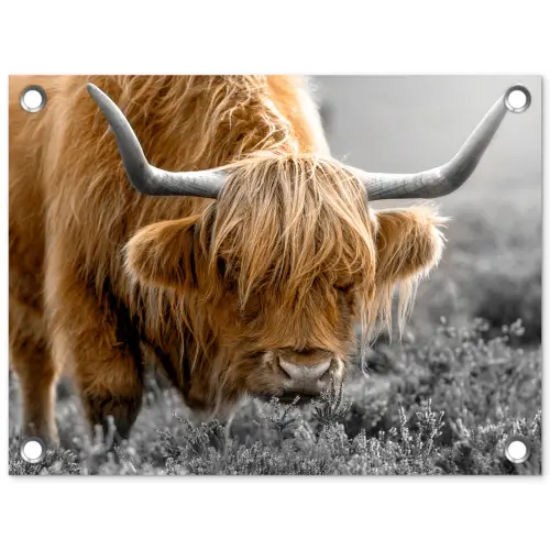 Schotse Hooglander - Dieren - Bruin - Koe - Zwart - Wit - Natuur tuinposter los doek klein -3d