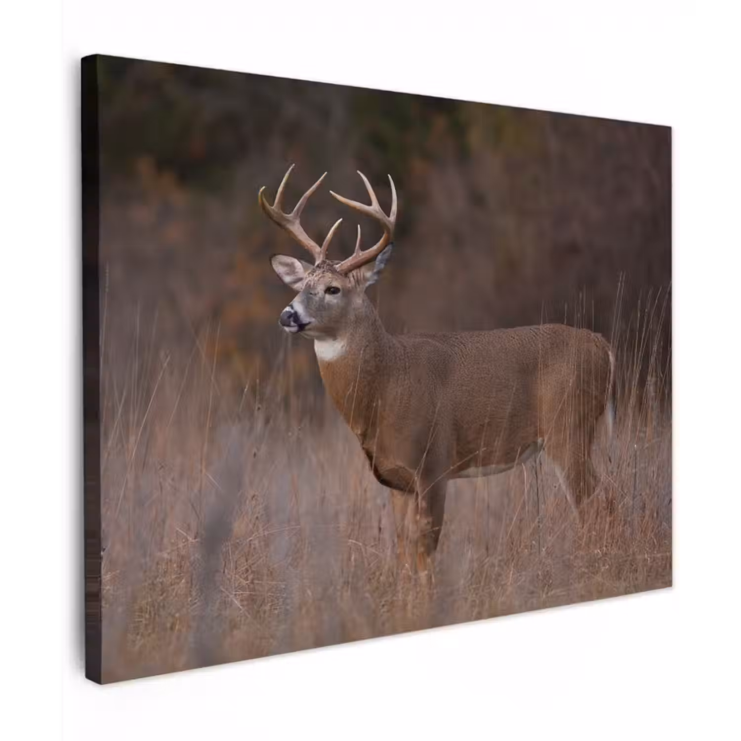 Canvas schilderij - Herfst - Hert - Gras - Natuur - Dieren