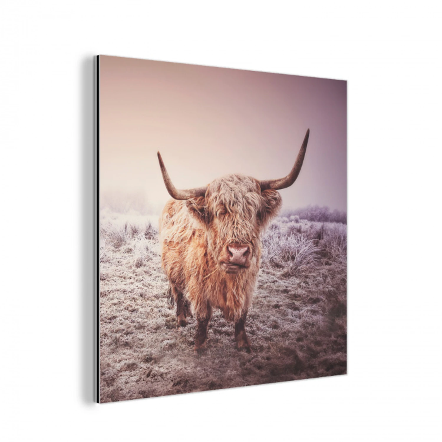 Schotse hooglanders - Licht - Lucht - Natuur aluminium wit klein -3d