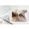 Schaap - Oog - Wit muismat rubber klein -witbureau