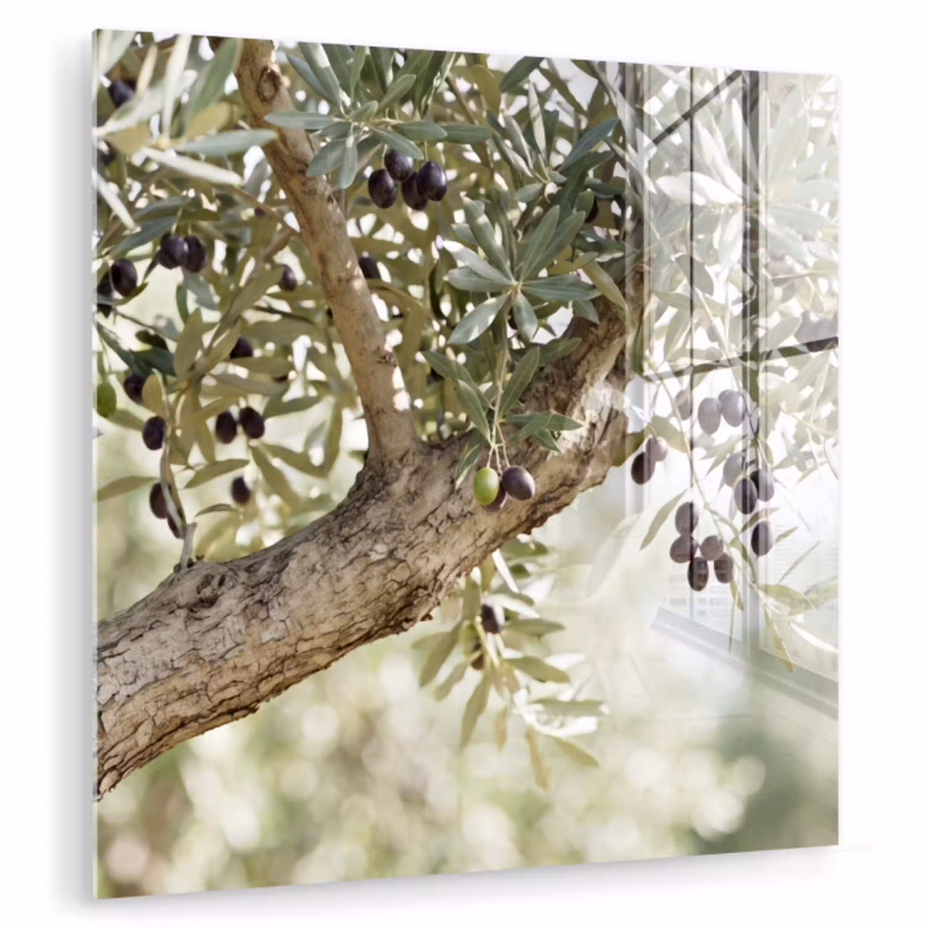 Olijfboom - tak - groen plexiglas 5mm klein -zzzproduct_nieuw