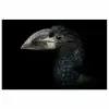 Vogel - Portret - Neushoornvogel - Zwart - Dieren poster papier klein -3d