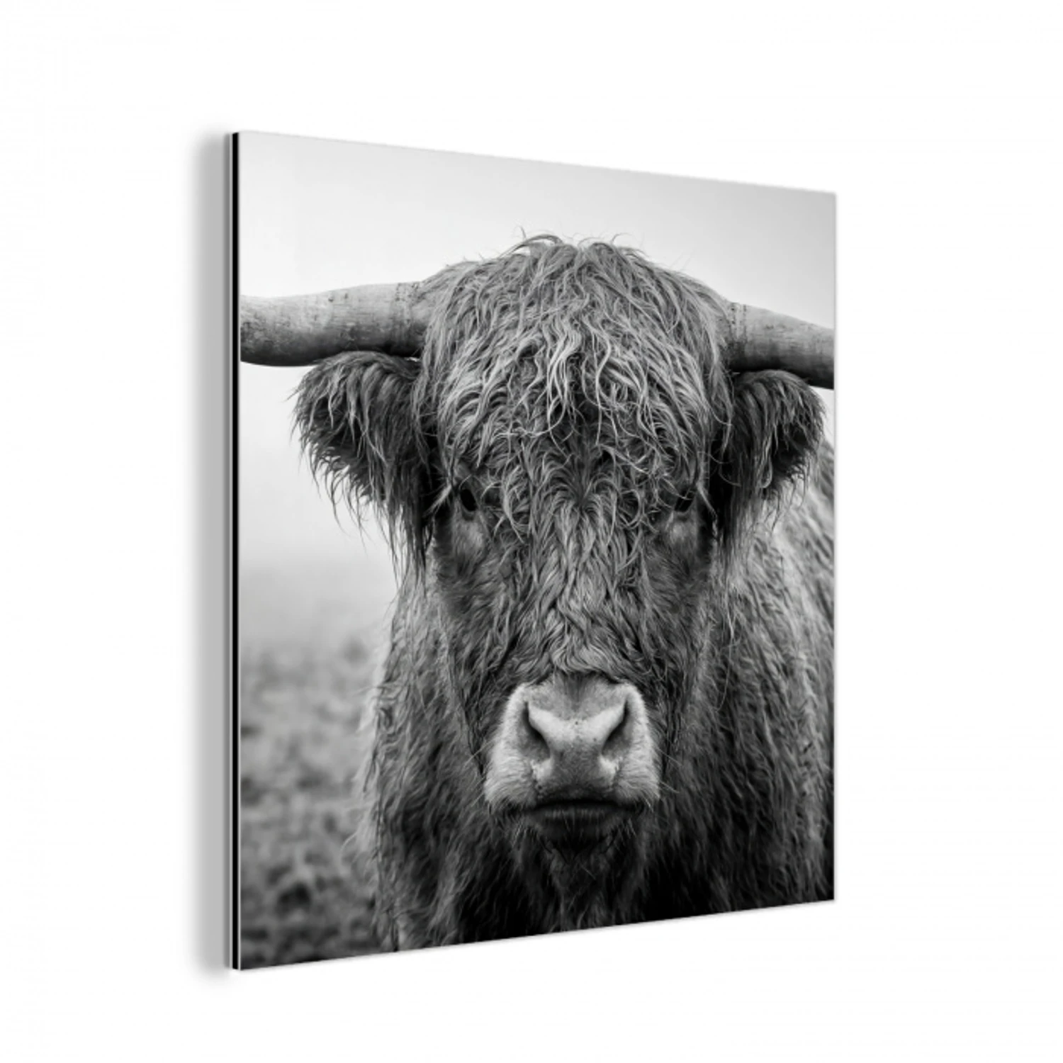 Schotse hooglander - Zwart - Wit - Gras aluminium wit klein -3d