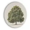 Eikenboom - Groen - Lichte achtergrond Akoestische PET Vilt - Rond klein -3d