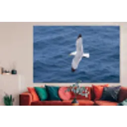 Zeemeeuw - Oceaan - Blauw forex 5mm xxl -woonkamer