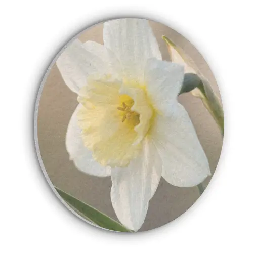 Narcis - Bloem - Minimalistisch Akoestische PET Vilt - Rond klein -3d