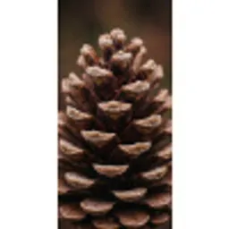 Dennenappel - Bos - Herfst - Bruin - Sfeervol Behang Vlies klein -3d_website