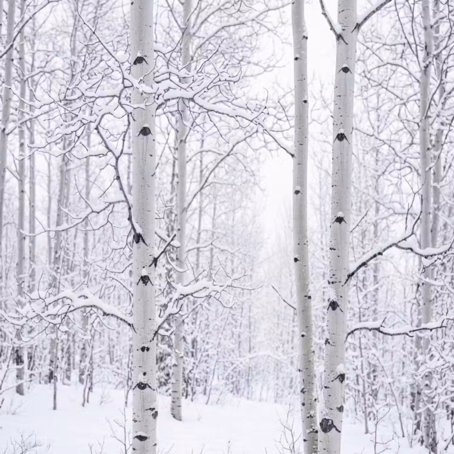 Behang - Berkenbomen - Sneeuw - Winter - Bos - Wit