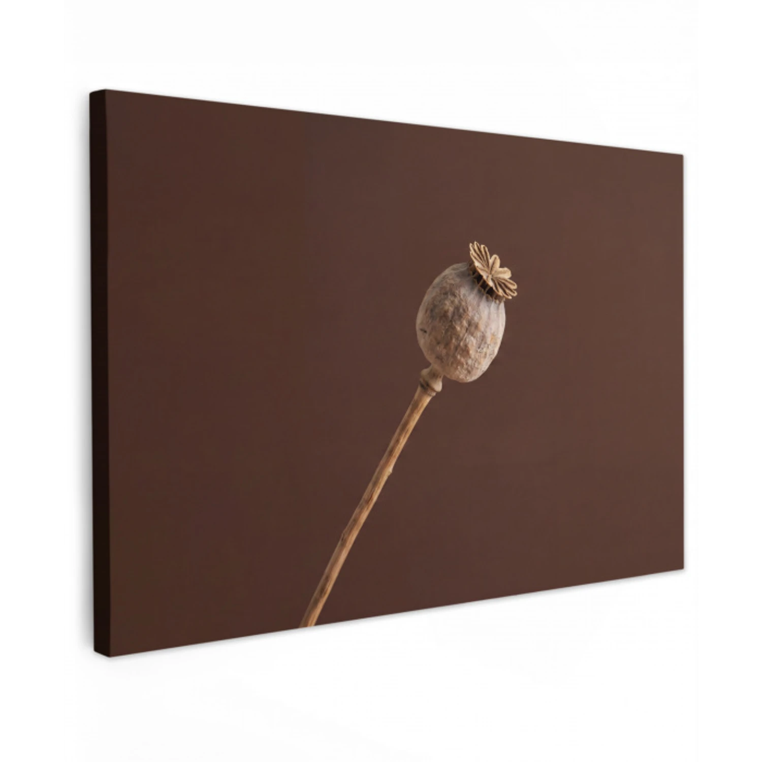 Papaverbol - Droogbloem - Bruin - Minimalistisch canvas 2cm klein -z3d