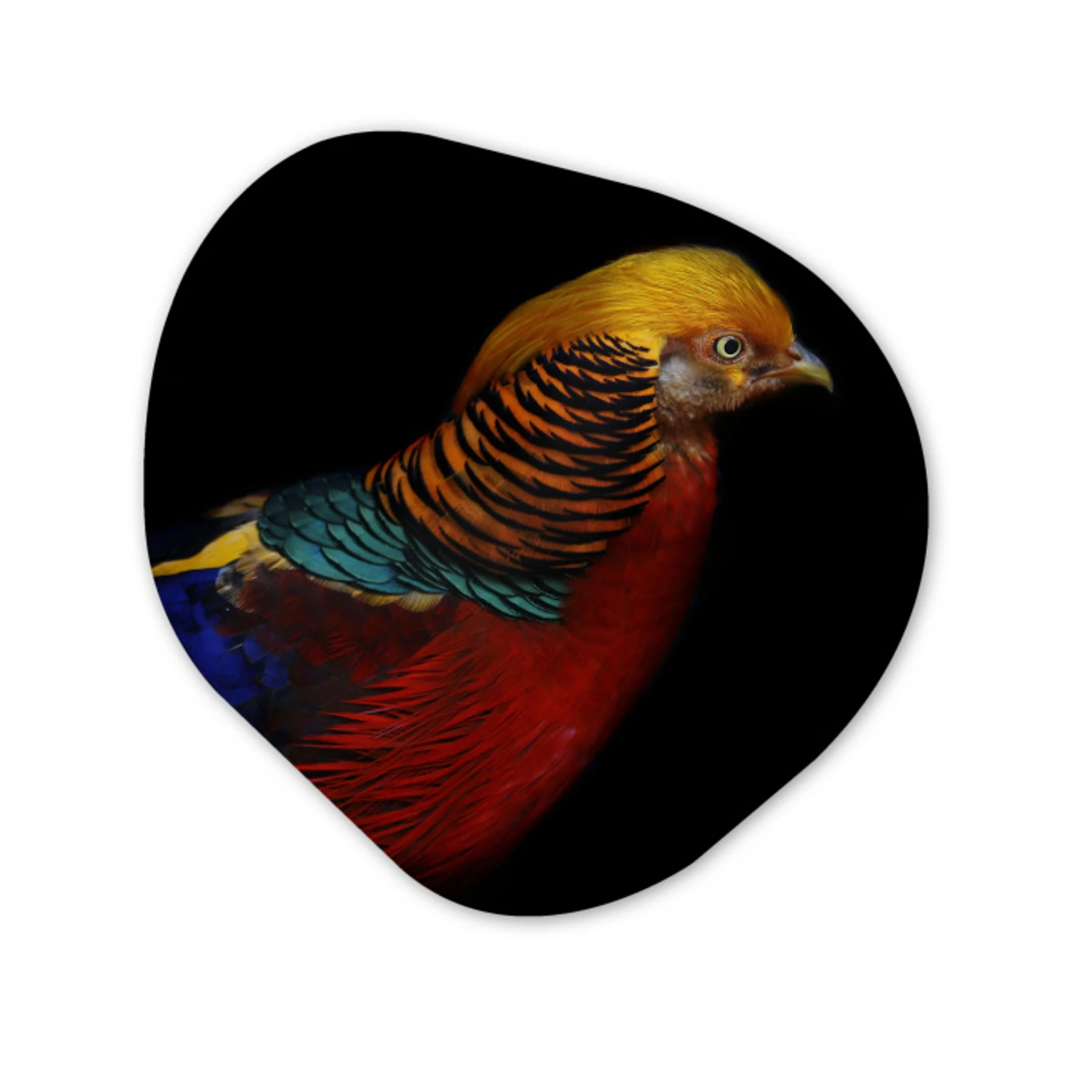 Vogel - Veren - Zwart - Portret Wandcirkel Organisch Forex 3mm klein -3d