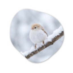 Vogeltje - Sneeuw - Tak - Winter - Zacht Wandcirkel Organisch Aluminium middel -3d