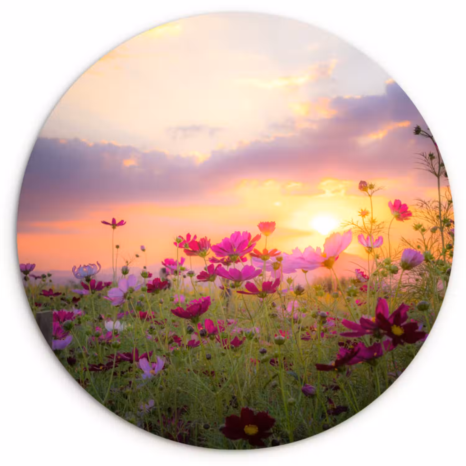 Muurcirkel - Zonsondergang - Bloemen - Roze - Natuur - Groen