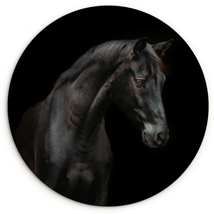 Paard - Dieren - Zwart - Portret Wandcirkel kunststof plaat 5mm dik klein -3d