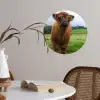 Schotse hooglander - Koeien - Natuur - Groen - Gras Wandcirkel behangsticker klein -sfeer3