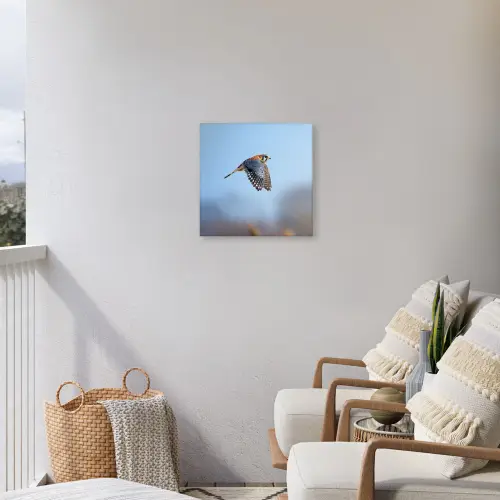 Kleurrijke valk aan het vliegen Tuinposter op houten frame 2 cm dik klein -sfeer1