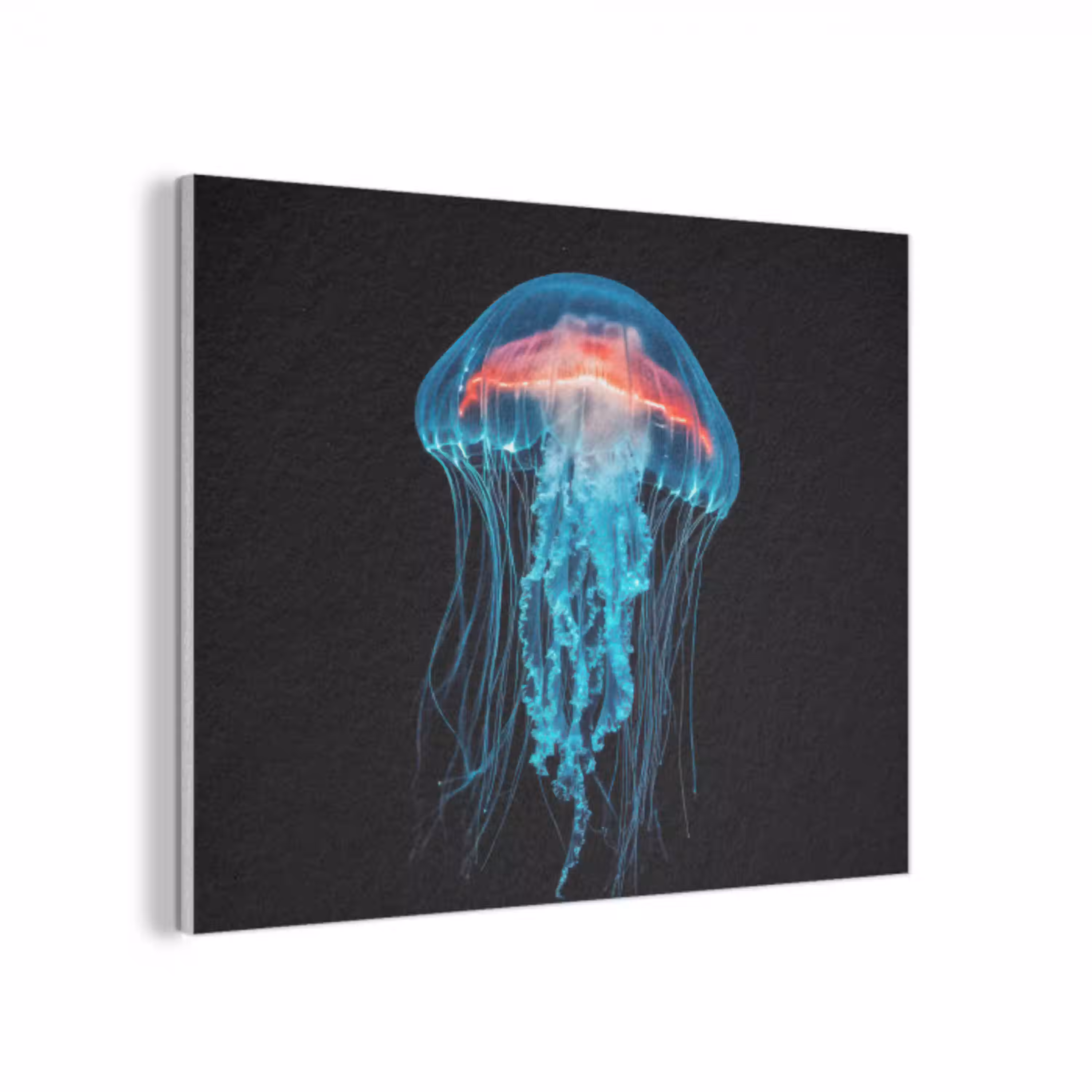 Kwal - Tentakels - Blauw - Licht PET vilt klein -3d