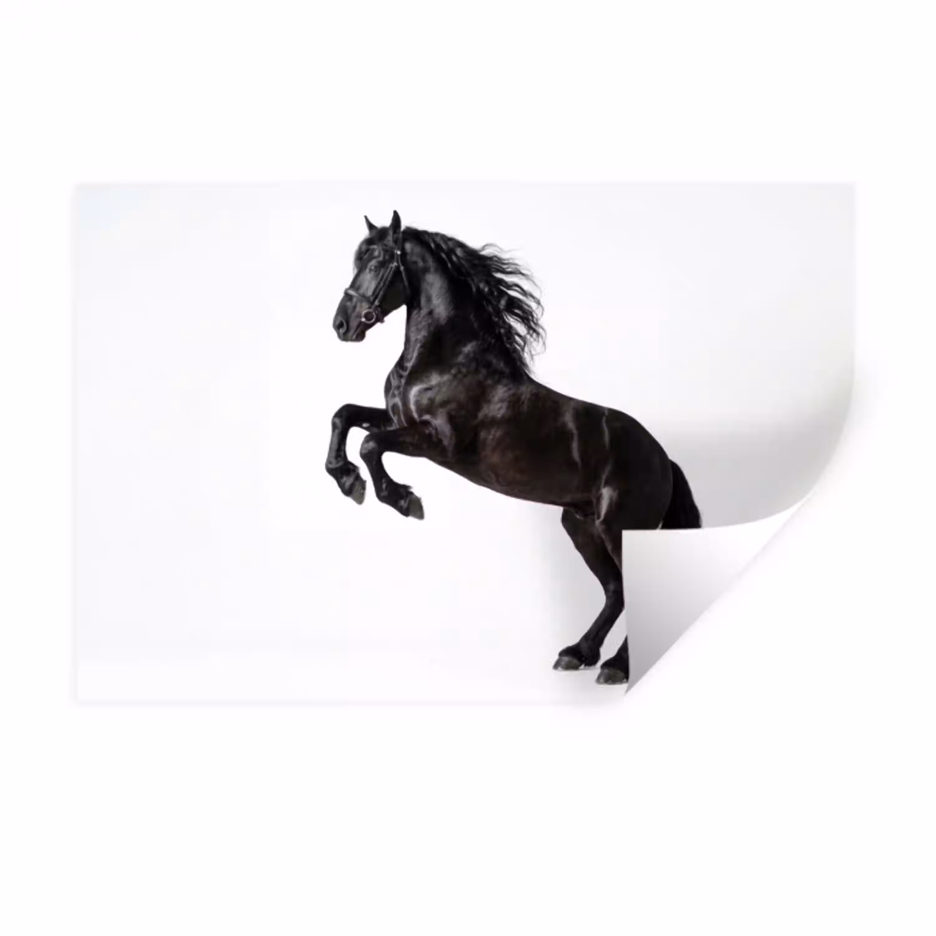 Zwart - Paard - Portret Muursticker klein -3d