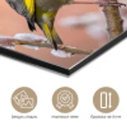 Groenling - Katjes - Lente - Natuur - Zacht aluminium wit klein -closeup_FR