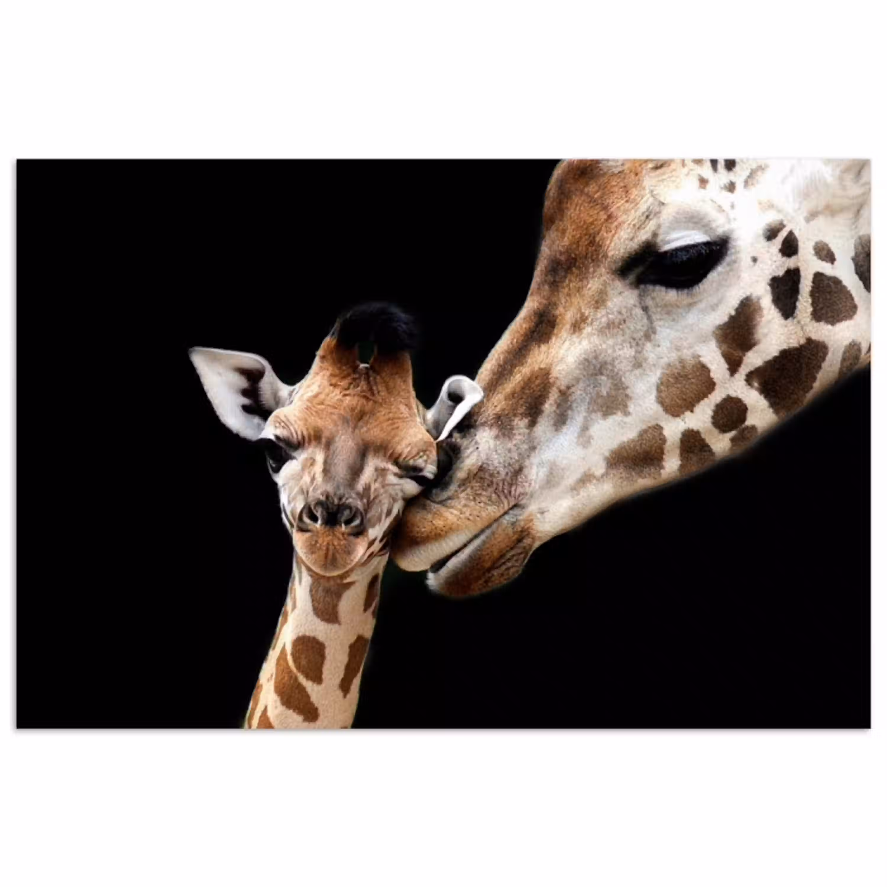 Giraffe - Dieren - Zwart - Portret - Dieren poster papier klein -3d