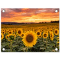 Zonnebloemen - Heuvellandschap - Geel tuinposter los doek klein -3d