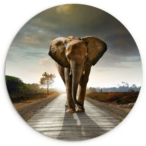 Olifant - Weg - Dieren - Zonsondergang - Landschap Wandcirkel kunststof plaat 5mm dik klein -3d