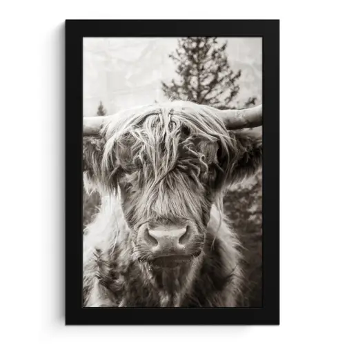 Schotse hooglander - Koe - Dieren - Zwart - Wit fotolijst zwart zonder passe partout klein -3d