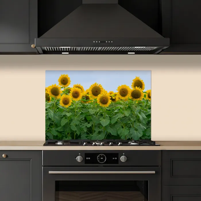 Zonnebloemen - Geel - Natuur keuken achterwand spatscherm klein -sfeer1