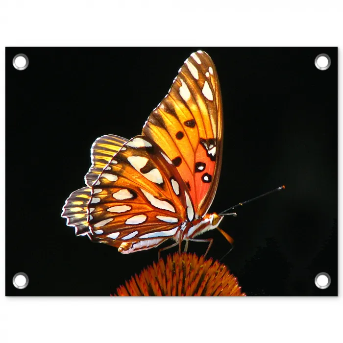 Vlinder - Bloemen - Insect - Portret - Zwart - Oranje tuinposter los doek klein -3d